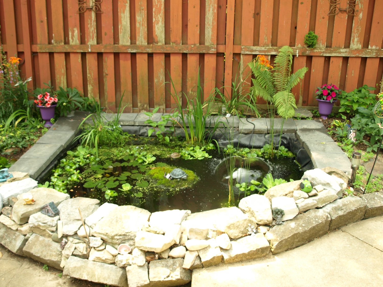Our pond in all its glory